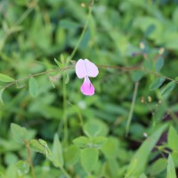 Tephrosia maxima (L.) Pers.